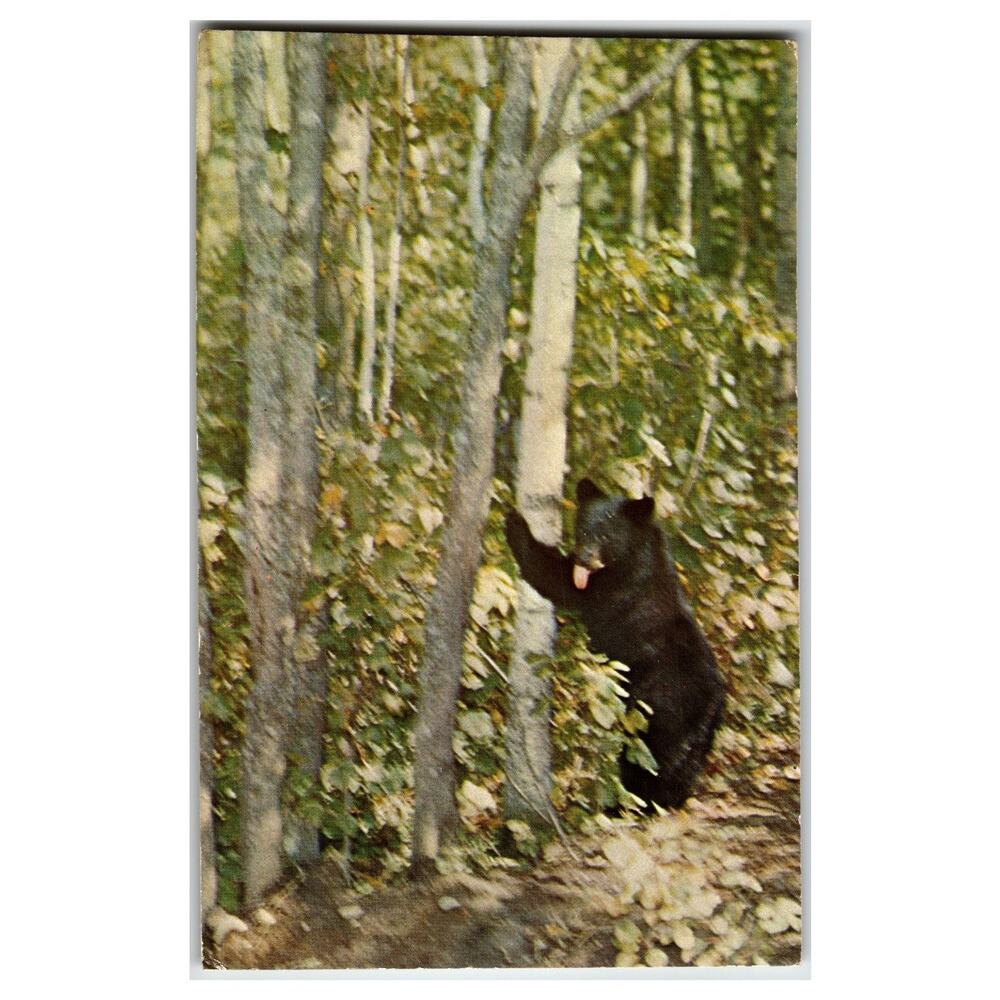 1963 Michigan Black Bear Climbing Tree Vintage Postcard L.L. Cook Co.